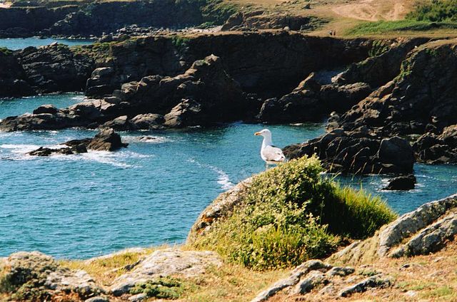 Mouette sur falaise rocheuse au bord de la mer.