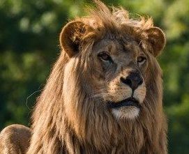 Lion majestueux dans la nature sauvage.