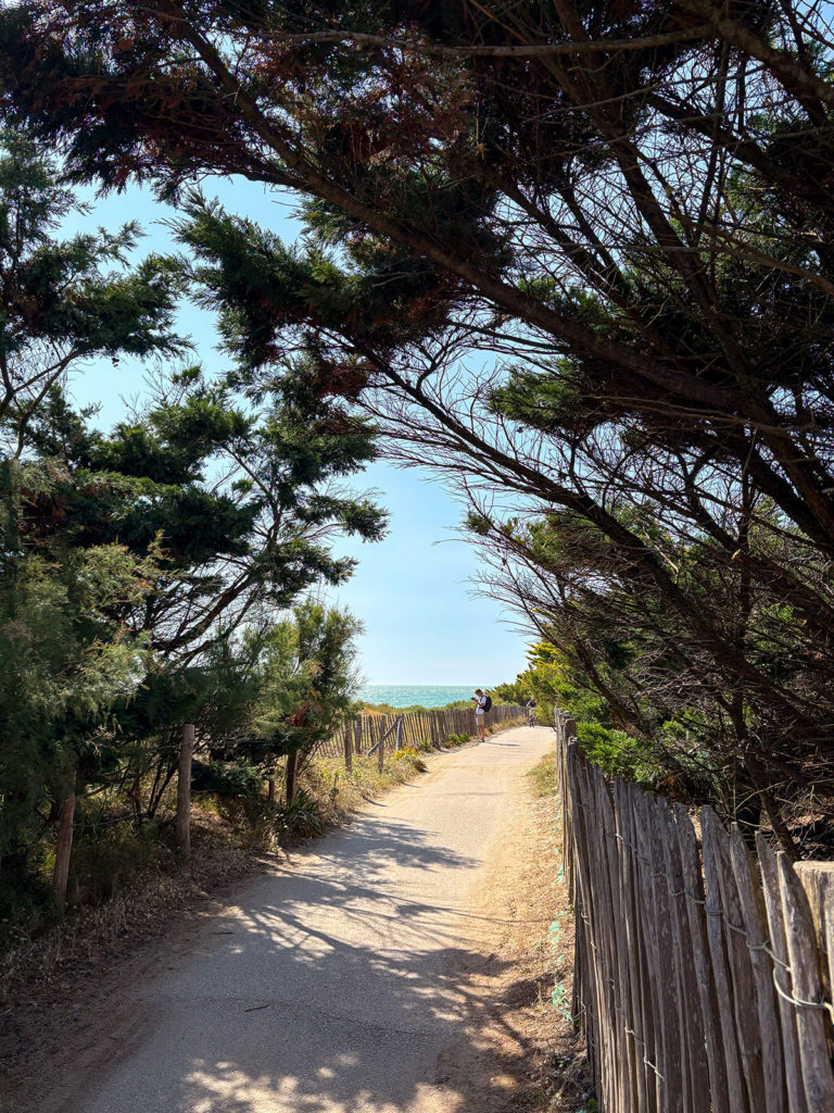Sentier côtier bordé d'arbres et mer à l'horizon.