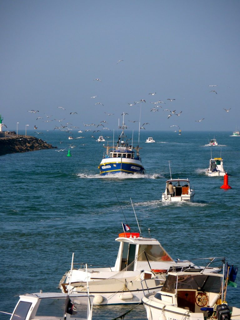 Bateaux de pêche rentrant au port avec des mouettes.